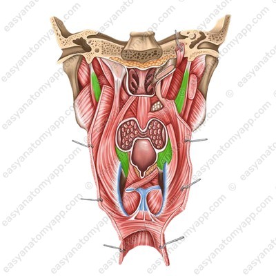 Stylopharyngeus muscle (m. stylopharyngeus) - NOT innervated by the vagus nerve