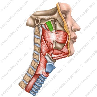 Tensor veli palatini muscle (m. tensor veli palatini) - NOT innervated by the vagus nerve