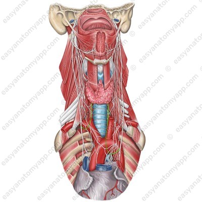 Recurrent laryngeal nerve (n. laryngeus recurrens)