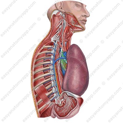 Pulmonary plexus (plexus pulmonalis)