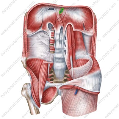 Esophageal hiatus of the diaphragm (hiatus oesophageus)
