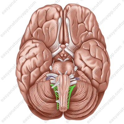 Accessory nerve (nervus accessorius)