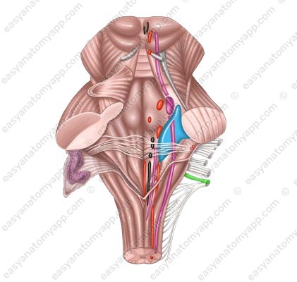 Сranial root of the accessory nerve (radix cranialis)