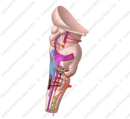 Spinal accessory nucleus (nucleus spinalis)