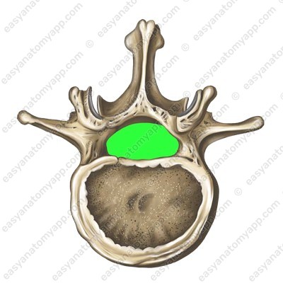 Vertebral canal (canalis vertebralis)