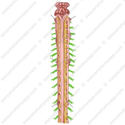 Spinal nerves (nervi spinales)