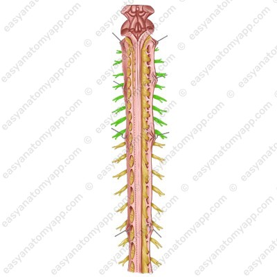 Cervical spinal nerves (nn. cervicales)