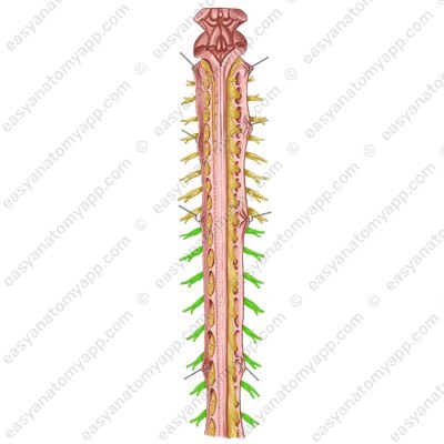 Thoracic spinal nerves (nn. thoracici)