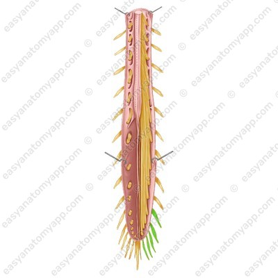 Sacral spinal nerves (nn. sacrales)