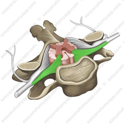 Anterior root (radix anterior)