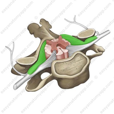 Posterior root (radix posterior)