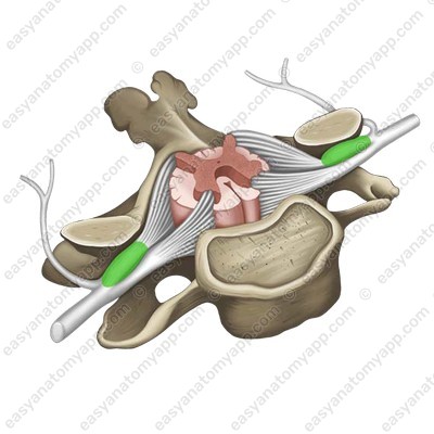 Sensory spinal ganglion (ganglion sensorium nervi spinalis / ganglion spinale)