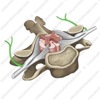 Dorsal ramus (r. posterior)
