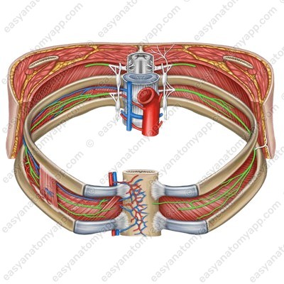 Intercostal nerves (nn. intercostales)