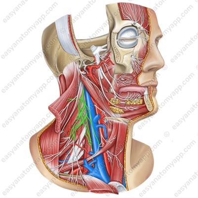 Plexus location between muscles