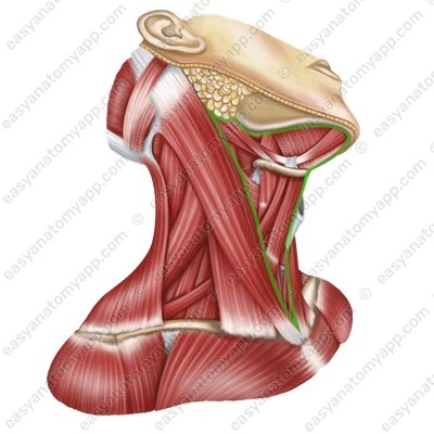Anterior triangle of the neck (trigonum cervicalis anterius)