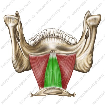 Geniohyoid muscle (r. geniohyoideus)