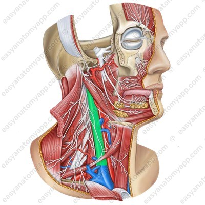 Internal jugular vein (vena jugularis interna)
