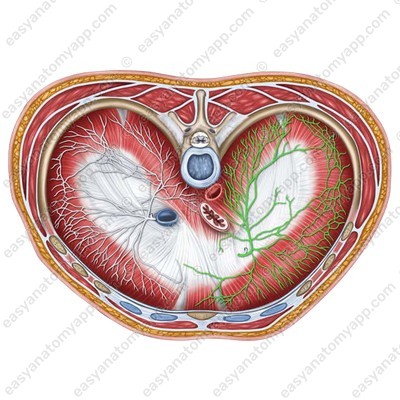 Branches of the phrenic nerve innervating the diaphragm
