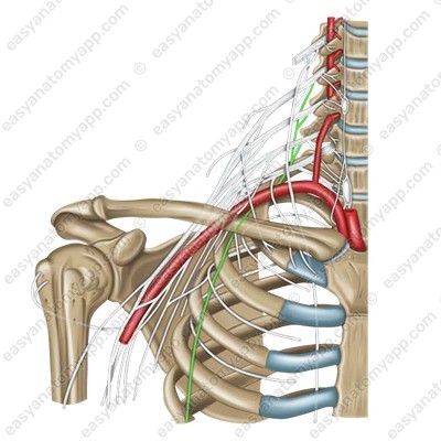 Long thoracic nerve (n. thoracicus longus)
