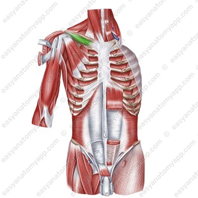 Subclavian muscle (m. subclavius)