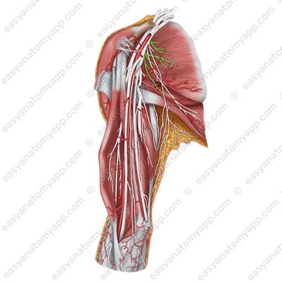 Subscapular nerves (nn. subscapulares)