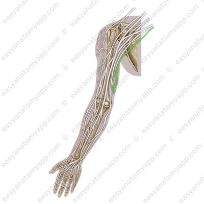 Medial cutaneous nerve of the arm (n. cutaneus brachii medialis)