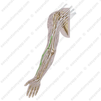 Lateral cutaneous nerve of the forearm (n. cutaneus antebrachii lateralis)