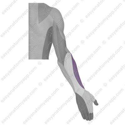 Lateral cutaneous nerve of the forearm - area of  innervation