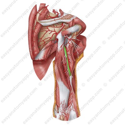 Radial nerve (n. radialis)