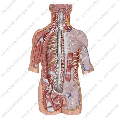 Subcostal nerve (n. subcostalis)
