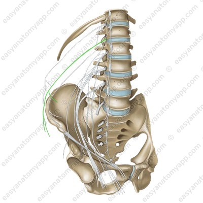 Iliohypogastric nerve (nervus iliohypogastricus)