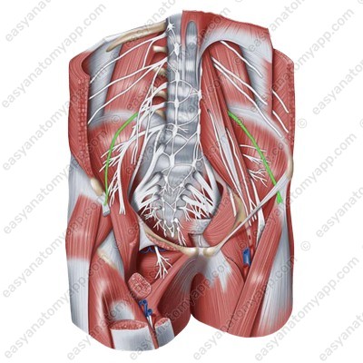 Lateral femoral cutaneous nerve (nervus cutaneus femoris lateralis)