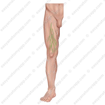 The cutaneous branches of the femoral nerve