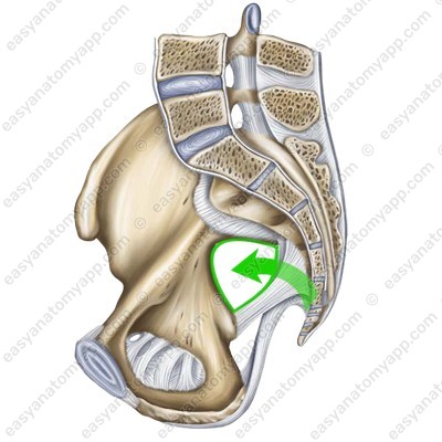 Greater sciatic foramen (foramen ischiadicum majus)