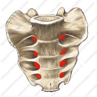 Anterior sacral foramina (foramina sacralia anteriora)