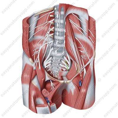 Internal obturator nerve (nervus obturatorius internus)