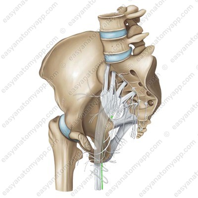 Posterior femoral cutaneous nerve (nervus cutaneus femoris posterior)