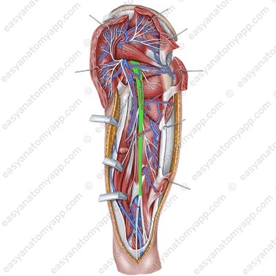 Sciatic nerve (nervus ischiadicus)