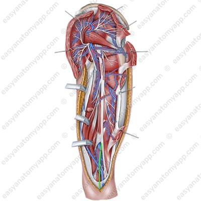 Tibial nerve (nervus tibialis)