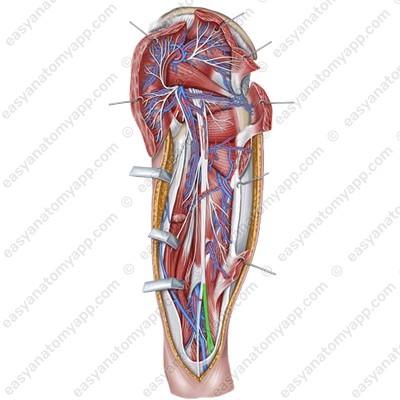 Common fibular nerve (nervus fibularis communis)