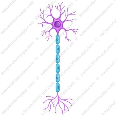 Мультиполярный нейрон