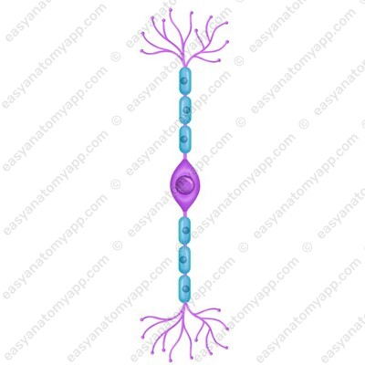 Биполярный нейрон