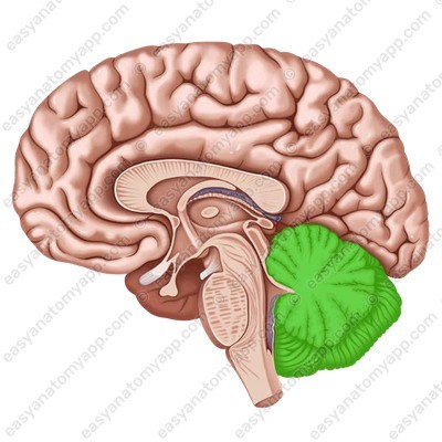 Мозжечок (cerebellum)