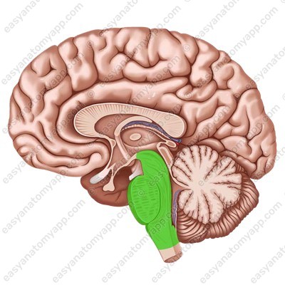 Ствол мозга (truncus encephali)