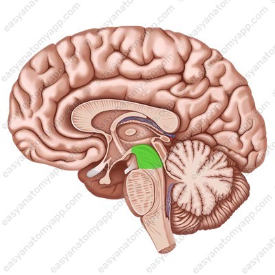 Средний мозг (mesencephalon)