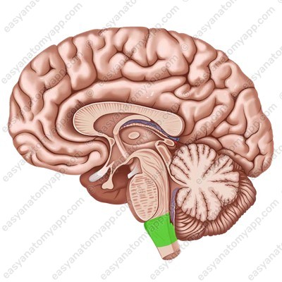 Продолговатый мозг (medulla oblongata)
