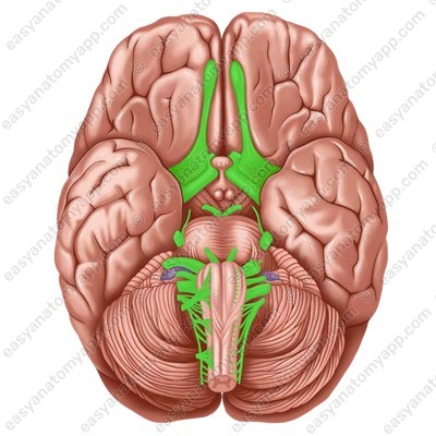 Черепные нервы (nervi craniales)