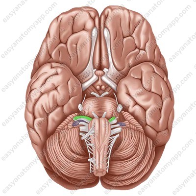 Лицевой нерв (nervus facialis)