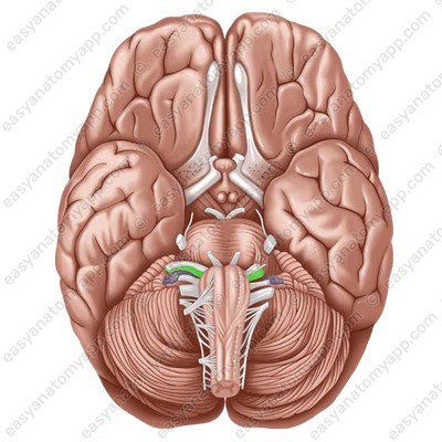 Преддверно-улитковый нерв (nervus vestibulocochlearis)